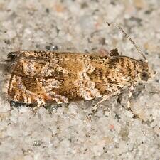 Olethreutes olivaceana