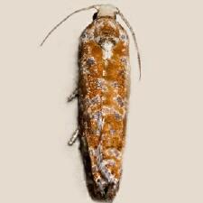 Retinia virginiana
