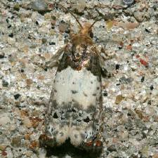 Epiblema scudderiana