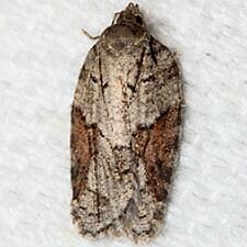 Acleris ptychogrammos
