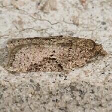 Acleris cornana