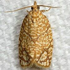 Argyrotaenia quercifoliana