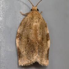 Choristoneura fractivittana