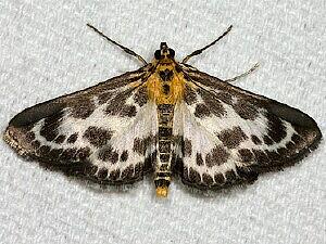 Anania hortulata