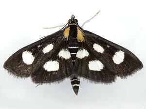 Anania funebris