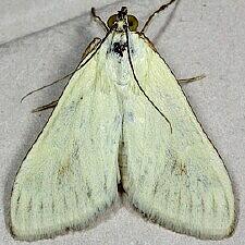 Sitochroa palealis