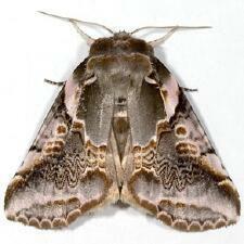 Habrosyne gloriosa
