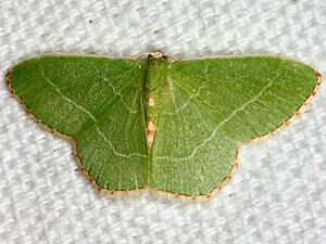 Nemoria bistriaria