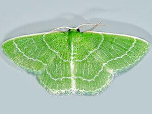 Synchlora aerata