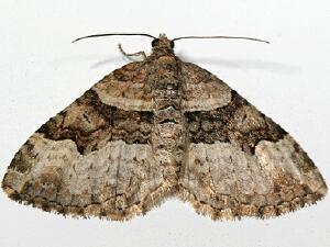 Xanthorhoe lacustrata