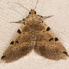Zanclognatha lituralis