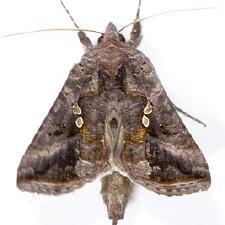 Autographa precationis