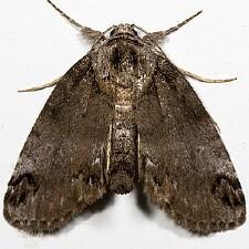 Baileya dormitans