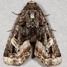 Homophoberia apicosa