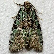 Leuconycta lepidula