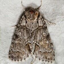 Acronicta modica