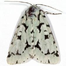 Acronicta fallax