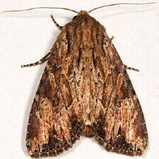 Apamea lignicolora