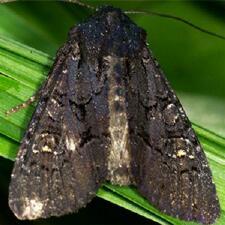Apamea impulsa