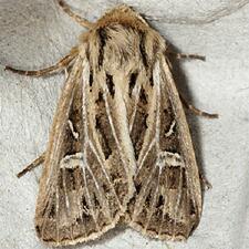 Apamea niveivenosa