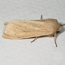Rhizedra lutosa