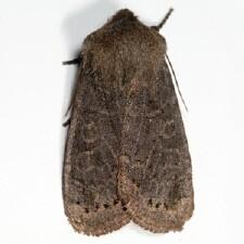 Homoglaea hircina