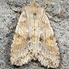 Lithophane innominata