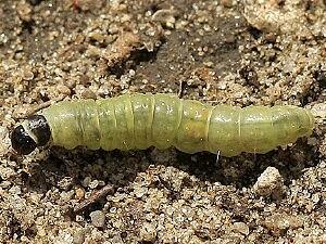Choristoneura rosaceana