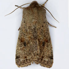 Orthosia rubescens