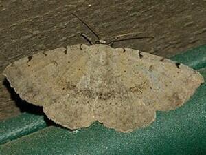 Spiloloma lunilinea
