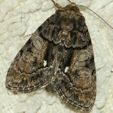 Chytonix palliatricula
