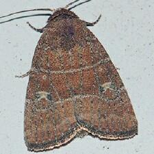 Elaphria grata