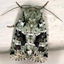 Lacinipolia laudabilis