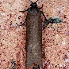 Urodus parvula