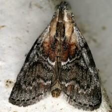 Pococera expandens