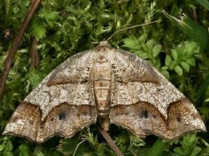 Probole alienaria