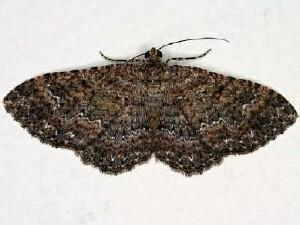 Disclisioprocta stellata