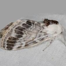 Tolype austella