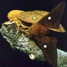 Anisota peigleri