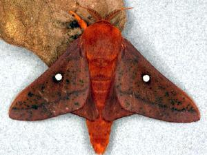 Anisota peigleri