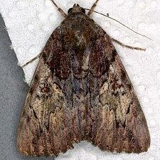 Catocala muliercula