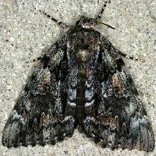 Catocala lacrymosa