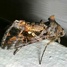 Chrysodeixis includens