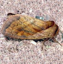 Bellura densa