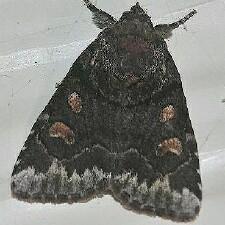 Cosmia praeacuta