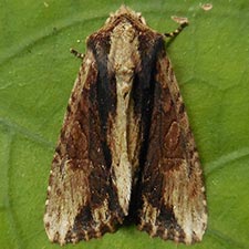 Morrisonia mucens