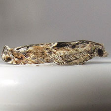 Pseudexentera nr. hodsoni