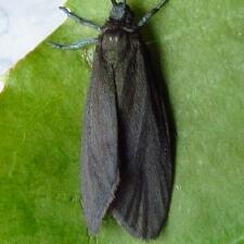 Neoprocris floridana