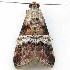 Phidotricha erigens