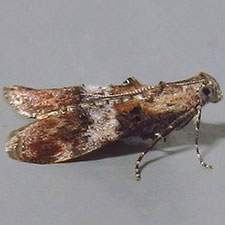 Phidotricha erigens
